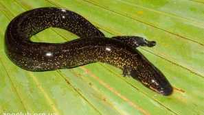 Сирена голям